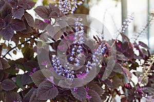 Purple flower of Coleus Forskohlii or Painted Nettle Plectranthus scutellarioides in the garden.