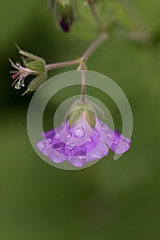 Purple flower condensed