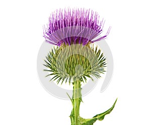 Purple flower of Cotton thistle or Scotch thistle isolated on white, Onopordum acanthium