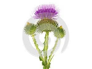 Purple flower of Cotton thistle or Scotch thistle isolated on white, Onopordum acanthium