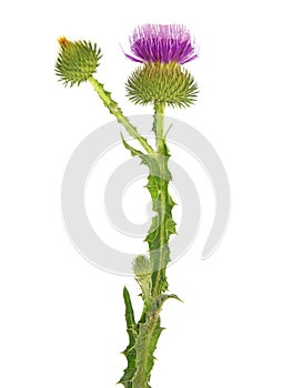 Purple flower of Cotton thistle or Scotch thistle isolated on white, Onopordum acanthium