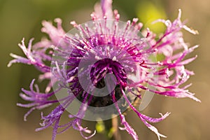 Purple flower covered with dew droplets