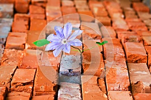 Purple flower in crack