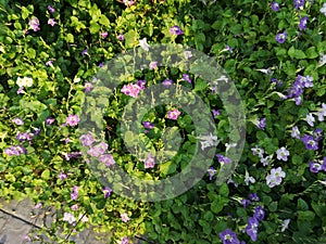 Purple flower Creeping Foxglove, Asystasia gangetica Anderson Acanthaceae Square trunk Fry on the soil surface The top is erect,