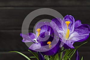 Purple flower Crocus in the pot leaves are green leaves pistil stamen black wooden background