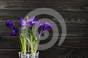 Purple flower Crocus in the pot leaves are green leaves pistil stamen black wooden background