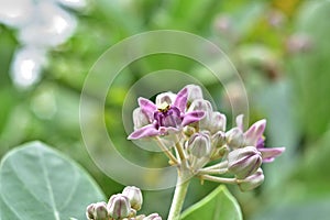 Purple flower crown beautifully blooming.