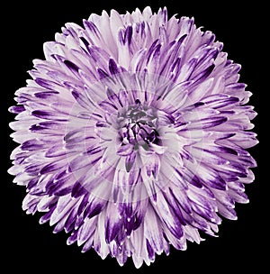 Purple flower dahlia isolated on black background. For design. Closeup. Clearer focus.