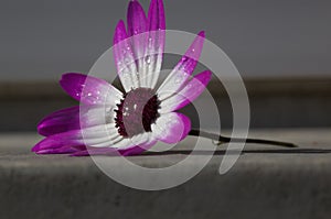 Purple flower damp with dew photo