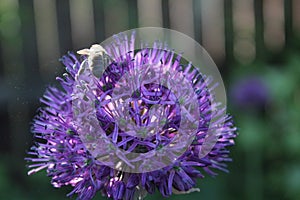 Purple flower of a decorative onion and a bee