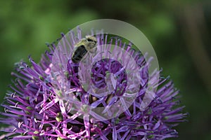 Purple flower of a decorative onion and a bee