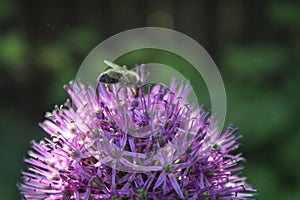 Purple flower of a decorative onion and a bee