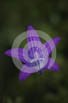 Purple flower depth of field