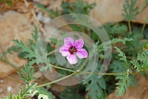 Purple flower in desert.