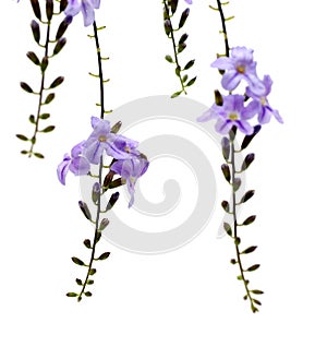 Purple flower : Duranta erecta L, Golden Dewdrop flowers.