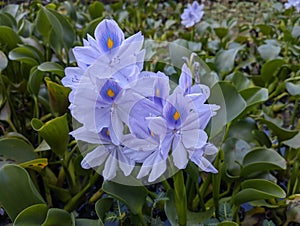 purple flower of Eceng Gondok or Pontederia Crassipes, commonly known as common water hyacinth. This is an aquatic plant photo