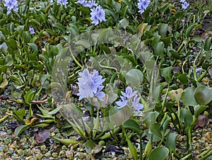 purple flower of Eceng Gondok or Pontederia Crassipes, commonly known as common water hyacinth. This is an aquatic plant photo