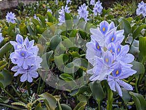 purple flower of Eceng Gondok or Pontederia Crassipes, commonly known as common water hyacinth. This is an aquatic plant photo