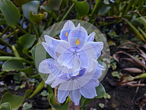 purple flower of Eceng Gondok or Pontederia Crassipes, commonly known as common water hyacinth. This is an aquatic plant photo