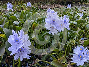 purple flower of Eceng Gondok or Pontederia Crassipes, commonly known as common water hyacinth. This is an aquatic plant photo
