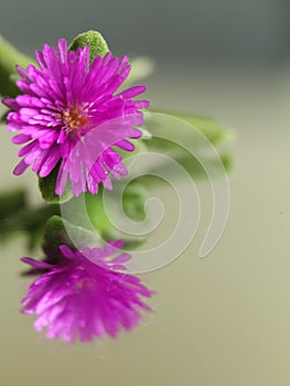 Purple flower elastic spring beautiful little reflection