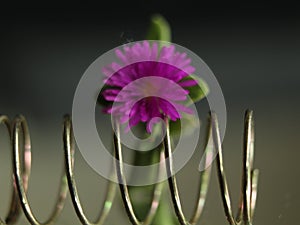 Purple flower elastic spring beautiful little reflection