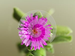 Purple flower elastic spring beautiful little reflection