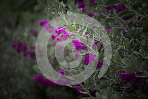 Purple flower or Eremophila nivea with a bee perched on the flower in perspective view with vignetting photo