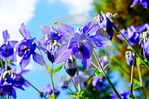 Purple flower of European columbine (Aquilegia vulgaris) in sunny day