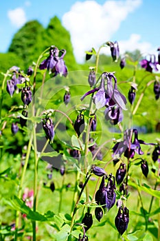 Purple flower of European columbine (Aquilegia vulgaris) in sunny day