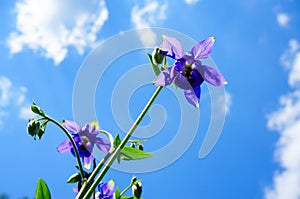 Purple flower of European columbine (Aquilegia vulgaris) in sunny day