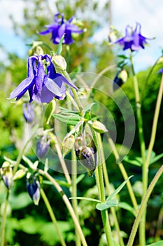 Purple flower of European columbine (Aquilegia vulgaris) in sunny day