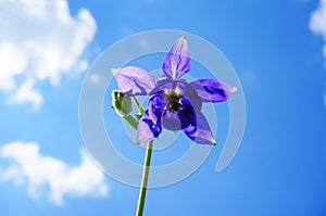 Purple flower of European columbine (Aquilegia vulgaris) in sunny day