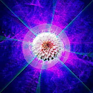 Purple Flower Explosion of Love and Light | Fractal Art Background Wallpaper