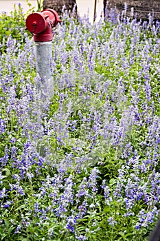 Purple flower in field