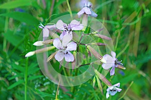 Purple flower in a field, close-up. Saponaria officinalis, common soapwort, bouncing-bet, crow soap, wild sweet William