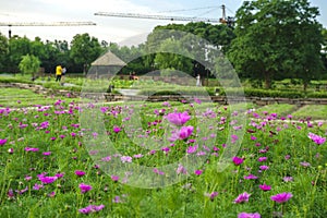 Purple flower field and distant site.