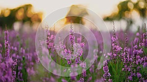 Purple flower field, summer flowers at sunset.