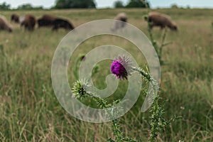 A purple flower in a field on a sunny day.