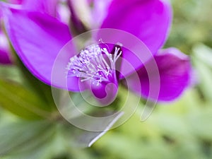 Purple flower