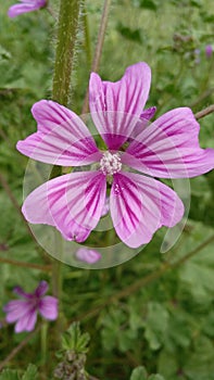 Purple flower of five petals, in spring