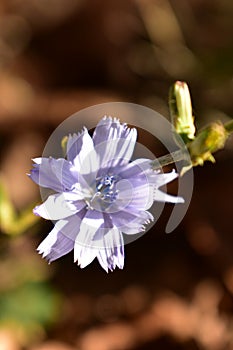 purple flower foccusing
