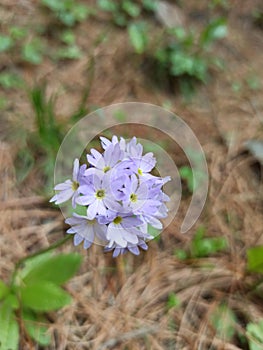 A Purple Flower Focus On The Flower Background Blur