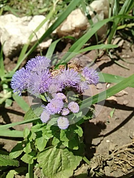 Purple Flower photo