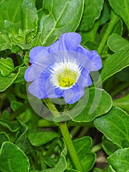 Purple flower in the fuerst pueckler park in bad muskau