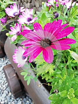 Purple flower in the garden