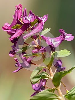 purple flower in the garden