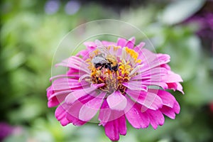 Purple flower in the garden