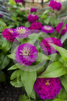 Purple flower in garden by the bay singapore photo