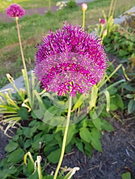 Purple flower in garden with blurry background